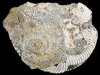 Wide Kosmoceras Ammonite - England #42652-1